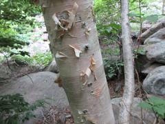 Betula costata