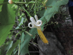 Alangium platanifolium