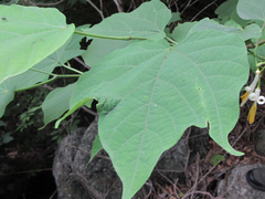 Alangium platanifolium