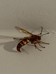 Sphecius