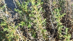 Deinandra minthornii