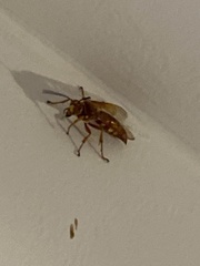 Sphecius