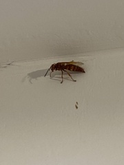 Sphecius
