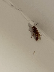 Sphecius
