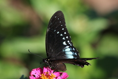Papilio menatius