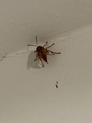 Sphecius