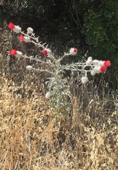 Cirsium occidentale