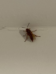 Sphecius