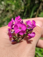 Phlox glaberrima interior