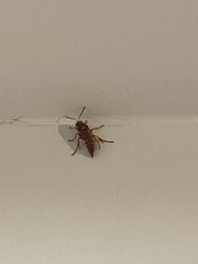 Sphecius