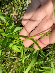 Phlox glaberrima interior