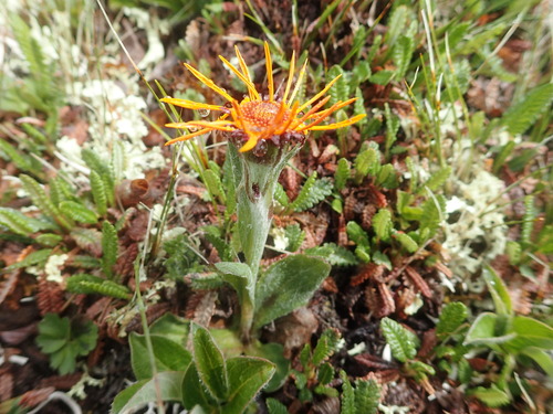 Image of Tephroseris lindstroemii by no rights reserved