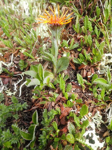 Image of Tephroseris lindstroemii by no rights reserved