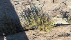 Deinandra minthornii