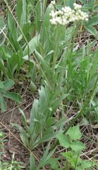 Antennaria anaphaloides