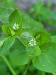 Stellaria media