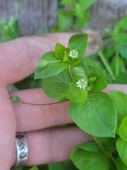 Stellaria media
