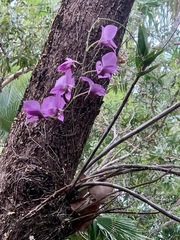 Dendrobium bigibbum