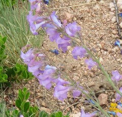Penstemon secundiflorus