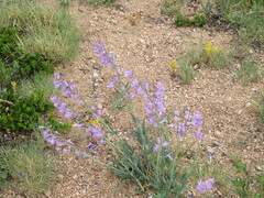 Penstemon secundiflorus