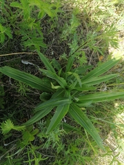 Gentiana macrophylla