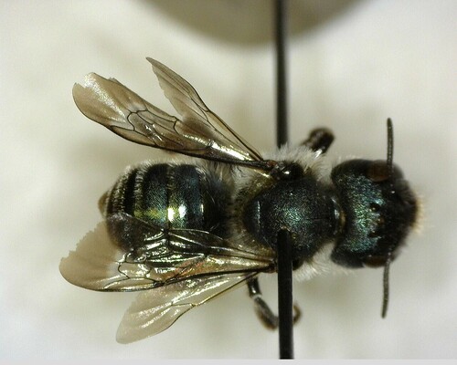 iNaturalist observation photo of Mason Bees