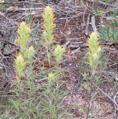 Castilleja flava