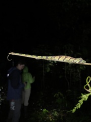 Anolis transversalis