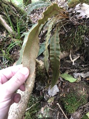 Elaphoglossum paleaceum