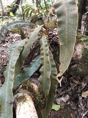 Elaphoglossum paleaceum