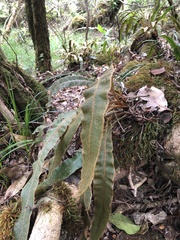 Elaphoglossum paleaceum
