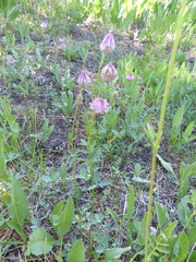 Trifolium productum