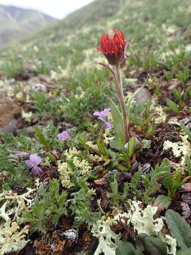Image of Tephroseris lindstroemii by no rights reserved