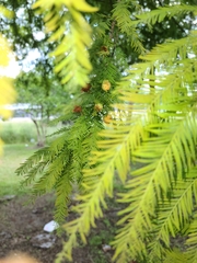 Taxodiomyia cupressiananassa