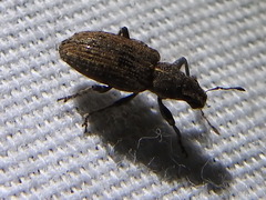 Sitona californius