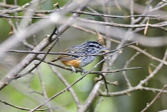 Hypocnemis peruviana