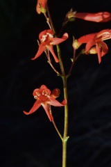 Penstemon rostriflorus