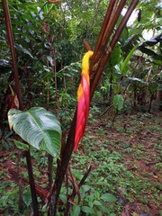 Heliconia regalis