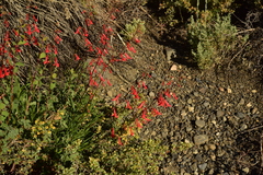 Penstemon rostriflorus