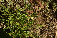 Penstemon rostriflorus