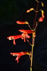 Penstemon rostriflorus