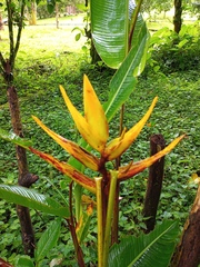 Heliconia lankesteri image