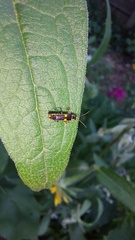 Trypherus frisoni