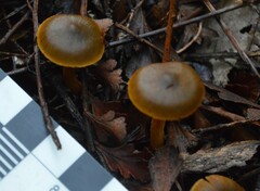 Cortinarius leptospermorum