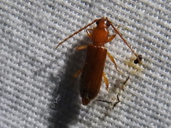 Smodicum cucujiforme