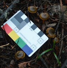 Cortinarius leptospermorum