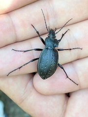 Carabus hortensis