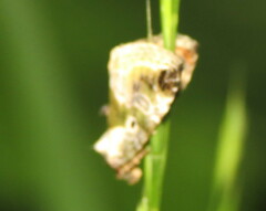 Maliattha synochitis