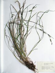 Carex augustinowiczii
