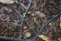 Cortinarius leptospermorum